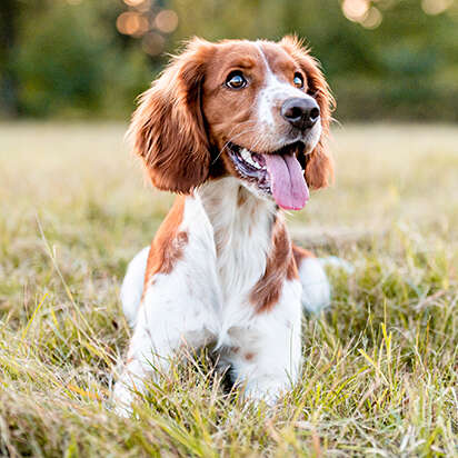 hunde vet diaet nahrungsergaenzungsmittel bubblenavibanner